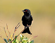 Drongo Black Bird
