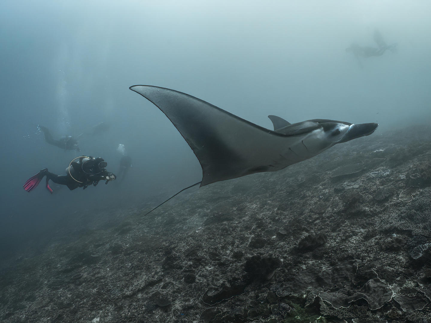 Bing monitors a manta ray